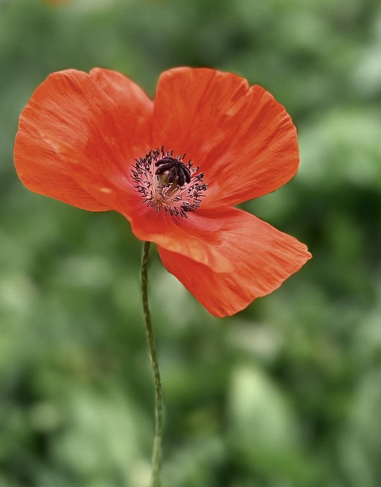 Photograph by Гуляева Светлана