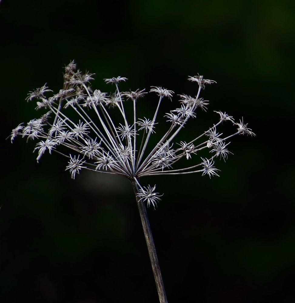 Photograph by Гуляева Светлана