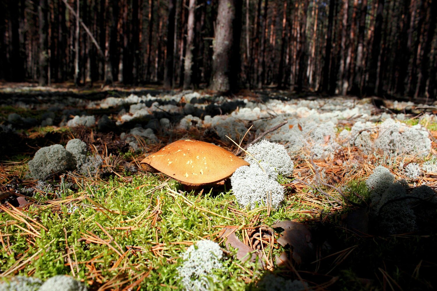 Photo #9562068