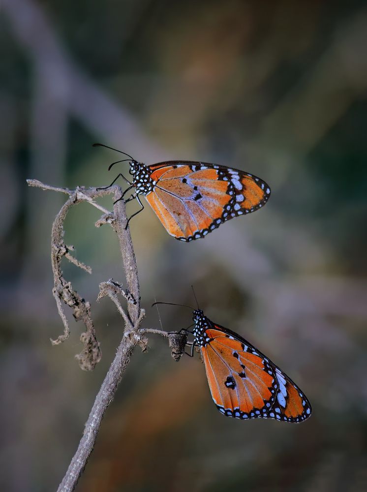 Photograph by Марина Ческис