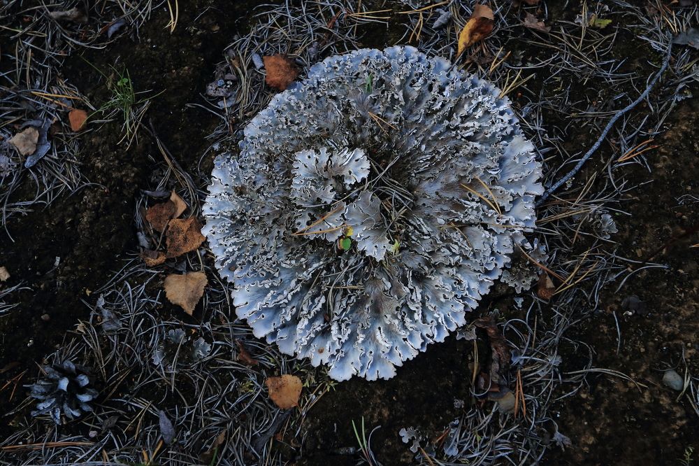 Photograph by Наталья Загайнова