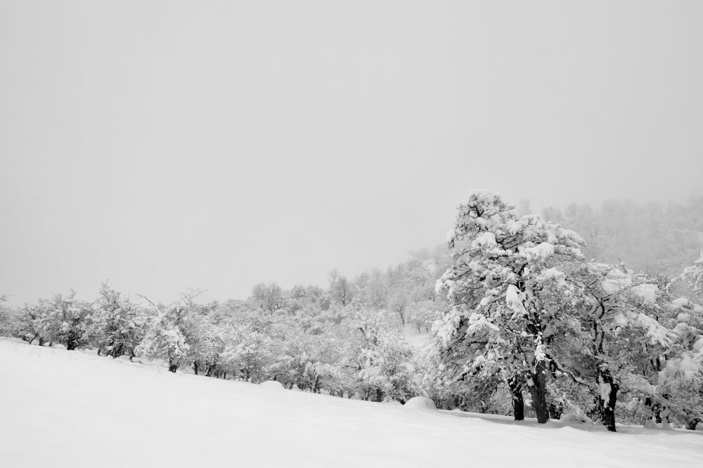 Photograph by Mahyar Kantoori