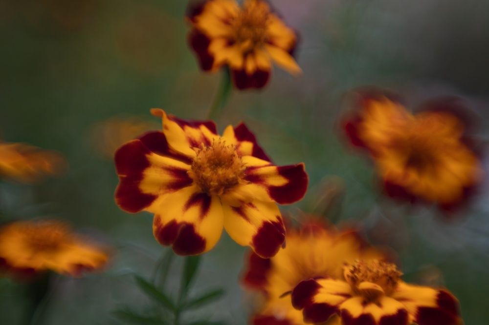 Photograph by Виктория Сид