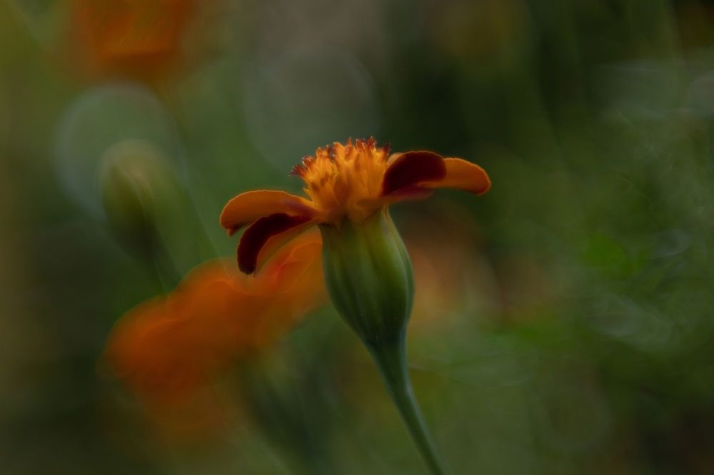 Photograph by Виктория Сид