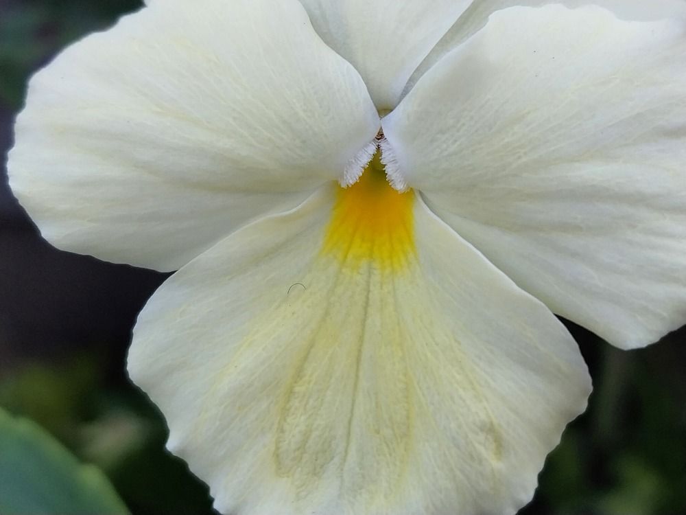 Photograph by Юлия Фирман