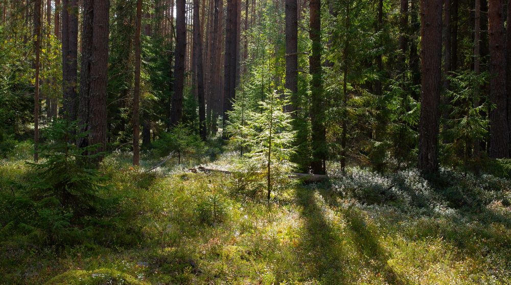 Pine forest with fir trees on a sunny September day