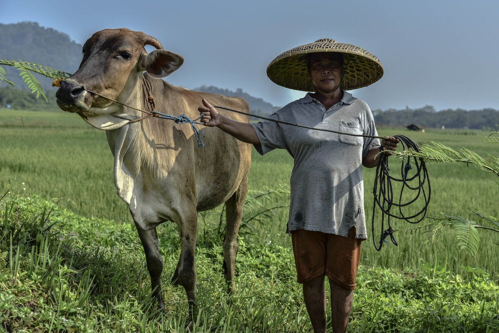 Woman farmer and her cow