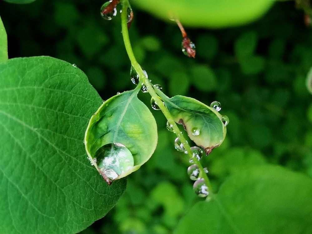 Photograph by Galina Belinskya