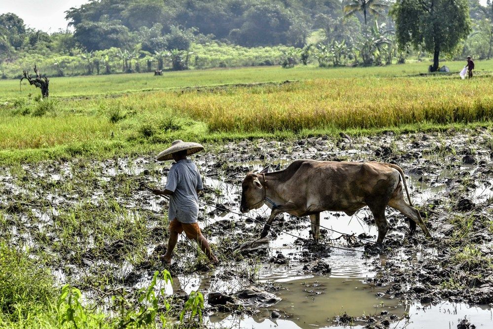 Towards the cowherd's place