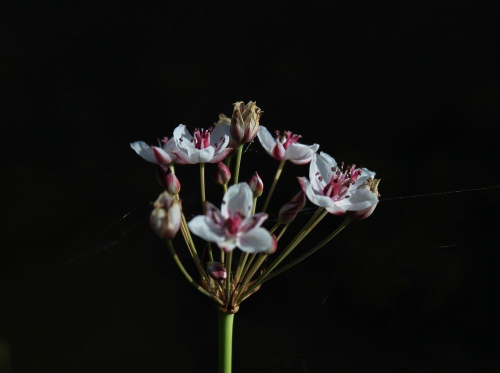 Photograph by Кристина Кублашвили