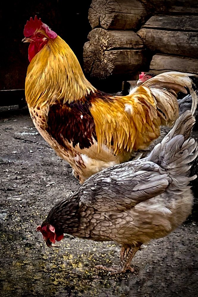 Фотография автора Рамзия Хисамутдинова