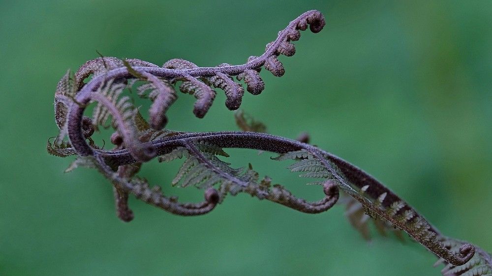 Папоротник. Превращение.