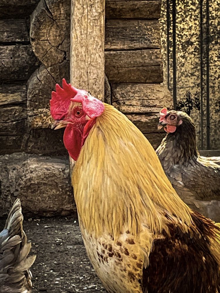 Фотография автора Рамзия Хисамутдинова