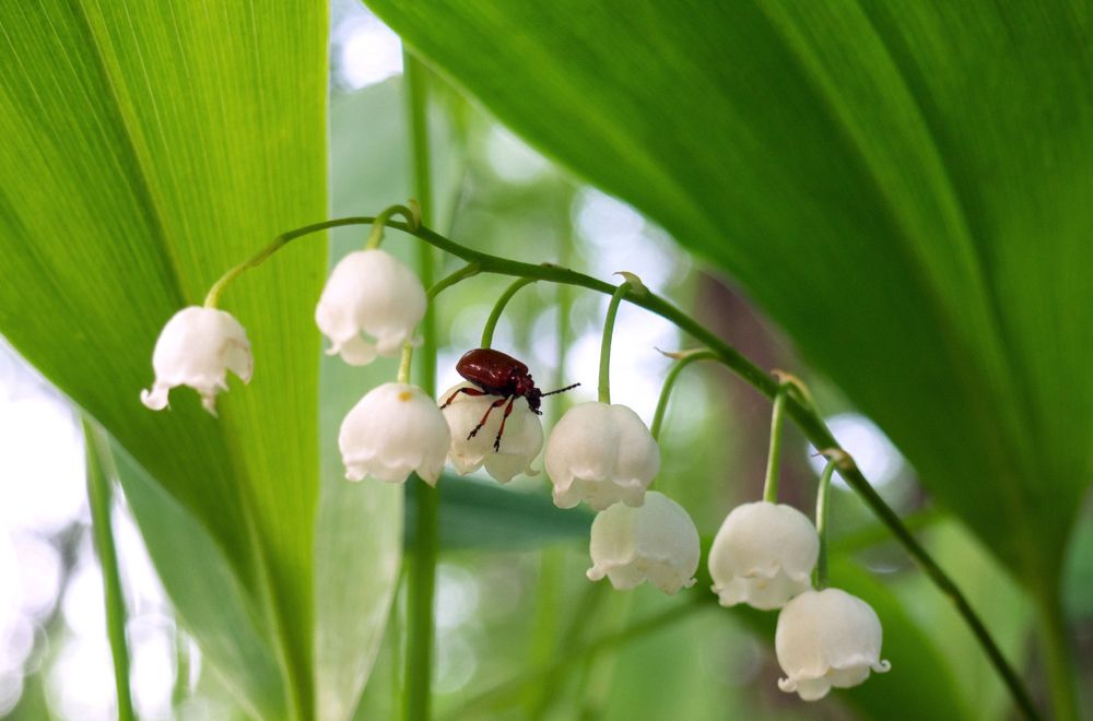 Ландыш цветет в мае