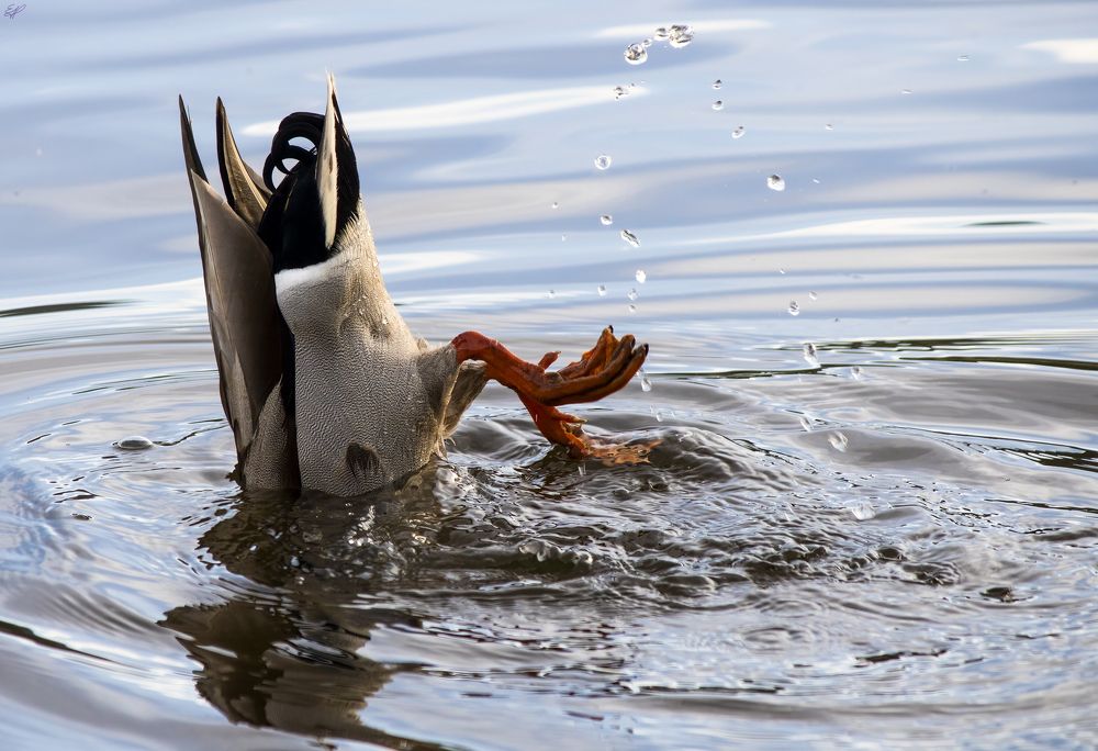 Photograph by Elaina Holland