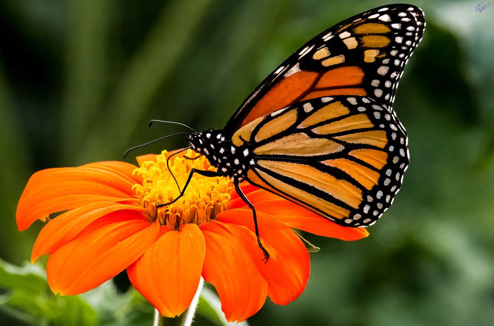 Photograph by Elaina Holland