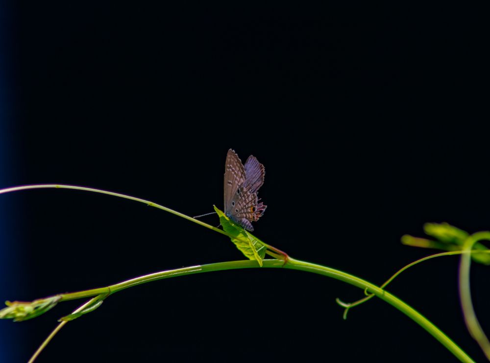 Photograph by Susobhan Biswas