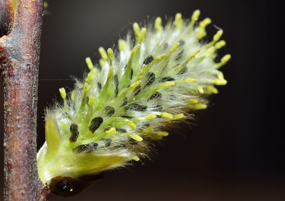 Фотография автора Сергей Чесноков