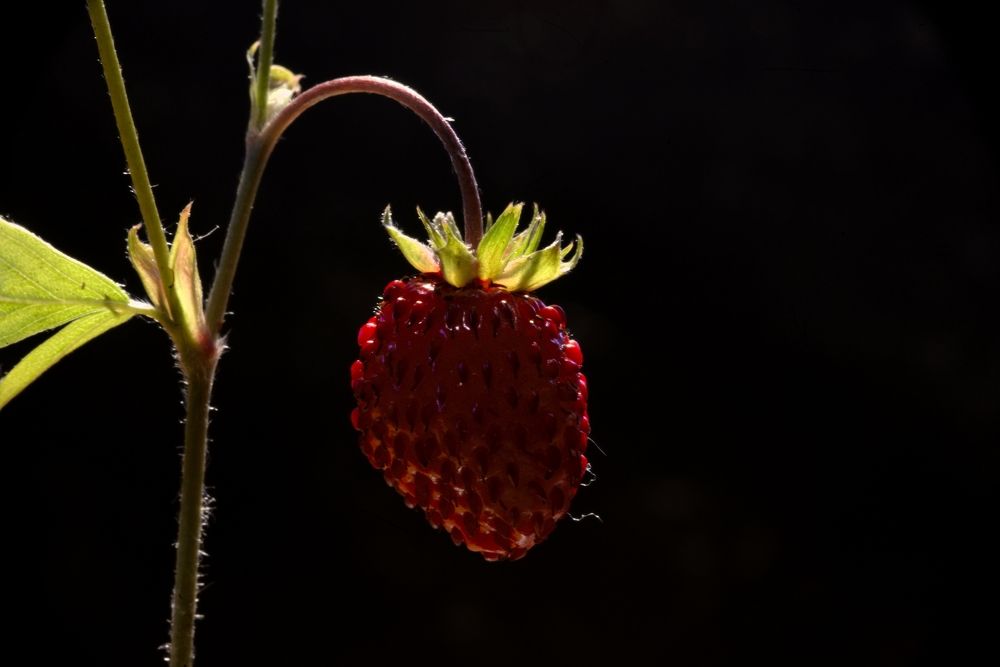 Фотография автора Сергей Чесноков