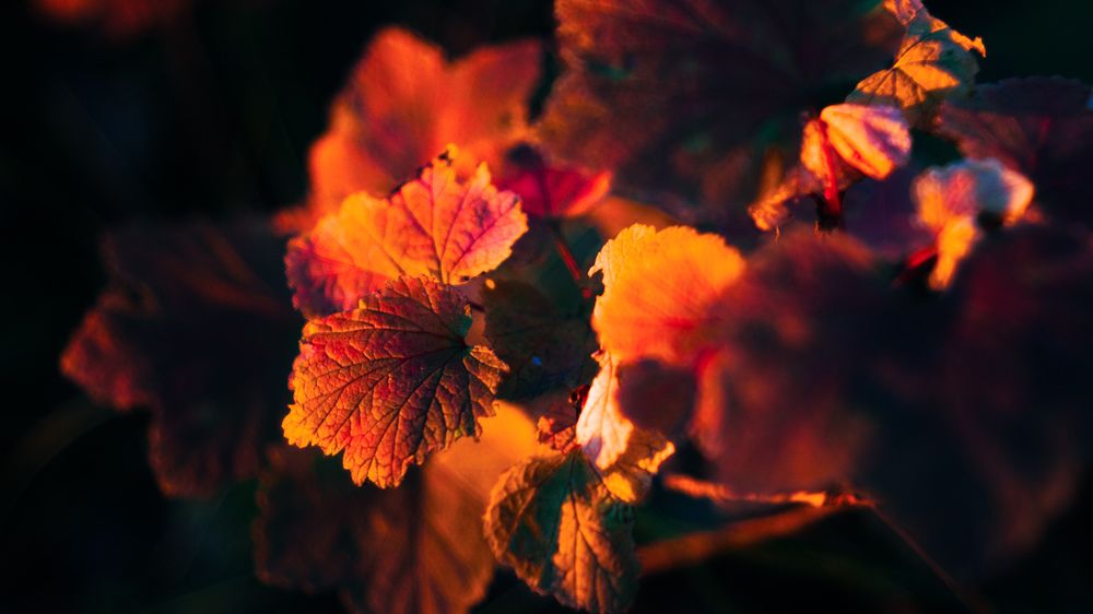 Photograph by Kostantin Belonogov