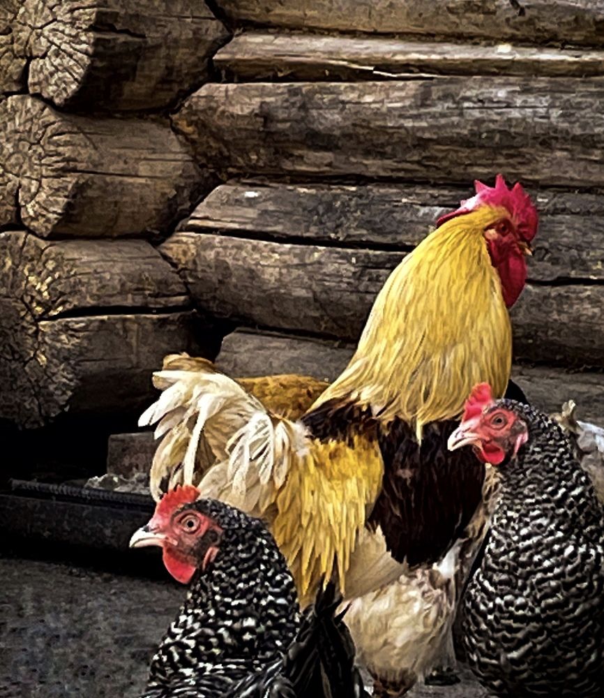 Фотография автора Рамзия Хисамутдинова