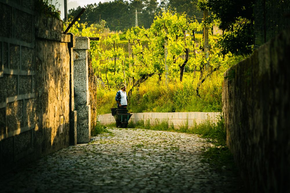 Photograph by João Versos Roldão