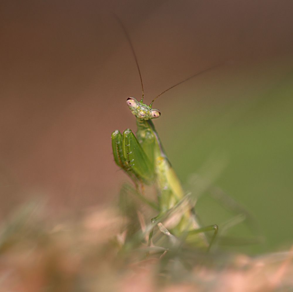 Photograph by Rohit Rajak