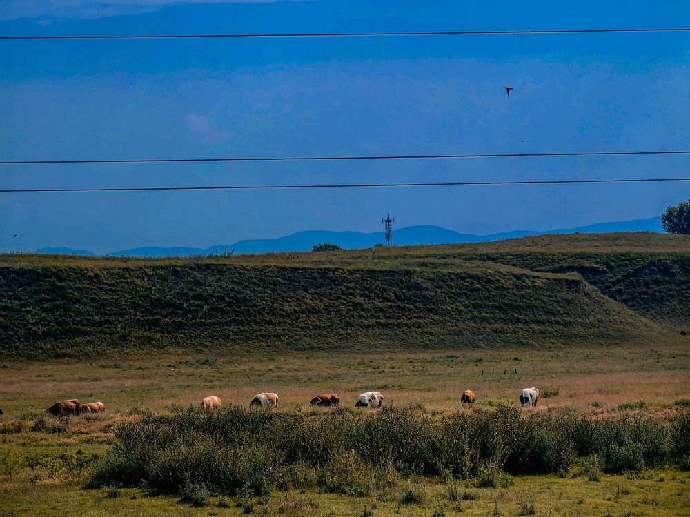 Photograph by Bojana Vein