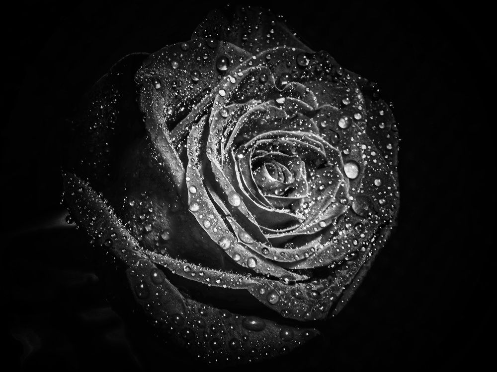 Photograph by Елена Пасажицкая