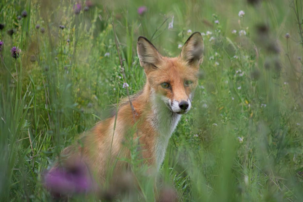 Photograph by Марина Соломонова