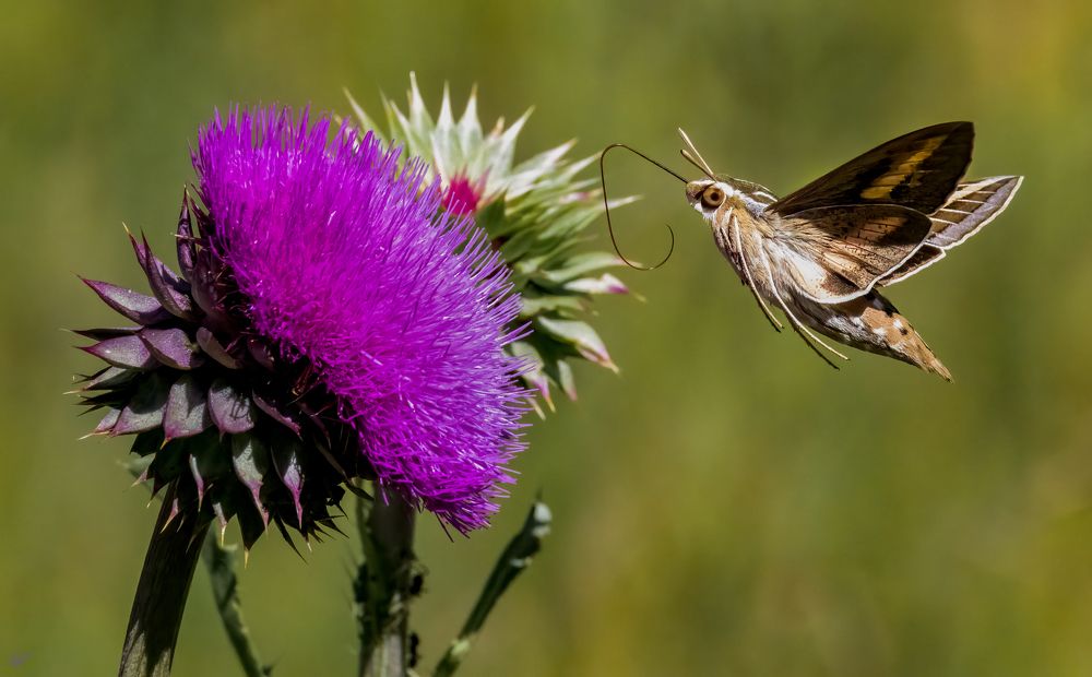 Photograph by Elaina Holland