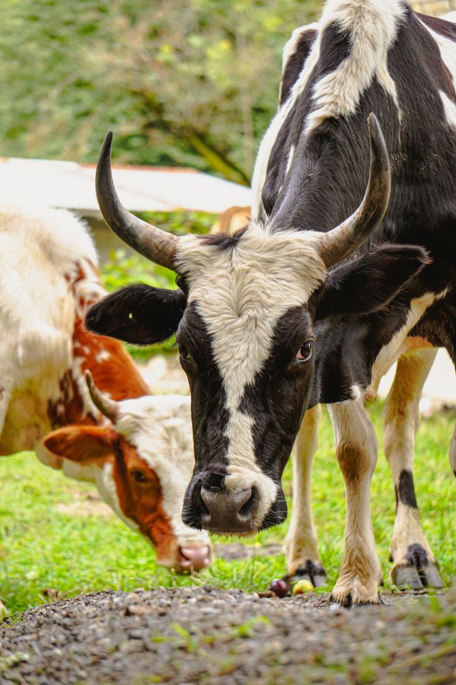 Wild animals in the forest