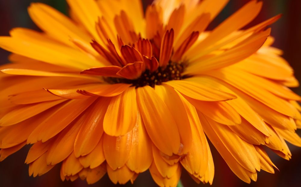 Photograph by елена