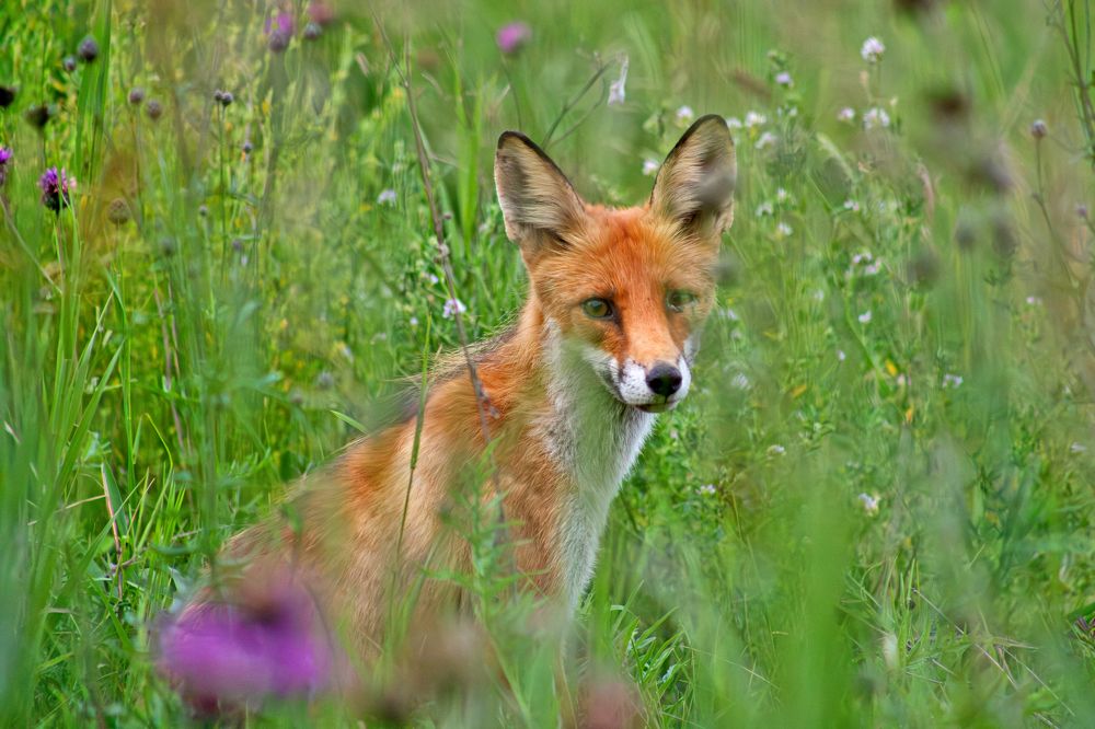 Photograph by Марина Соломонова