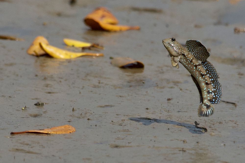 Skipping through the mud