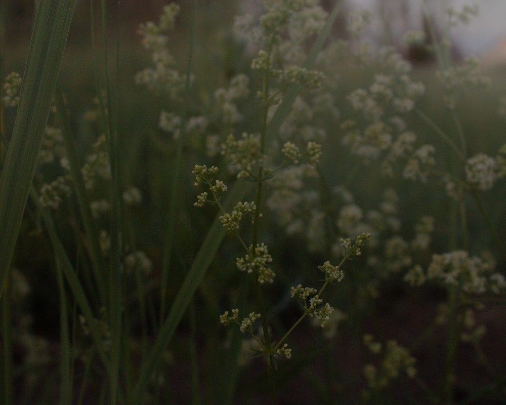 Photograph by Ольга