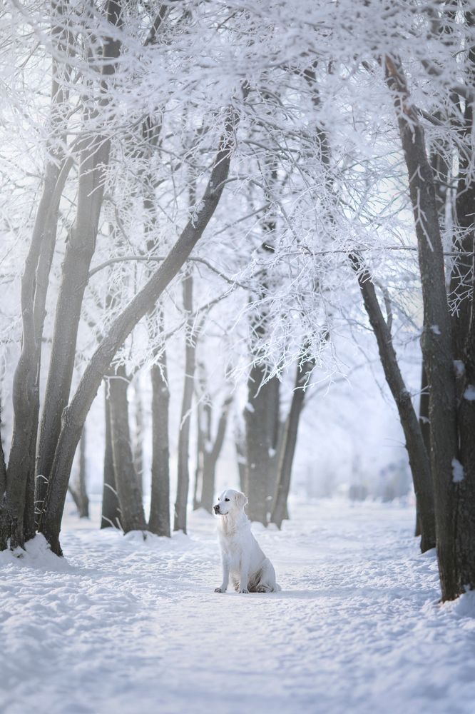 Фотография автора Ляйс Наталья