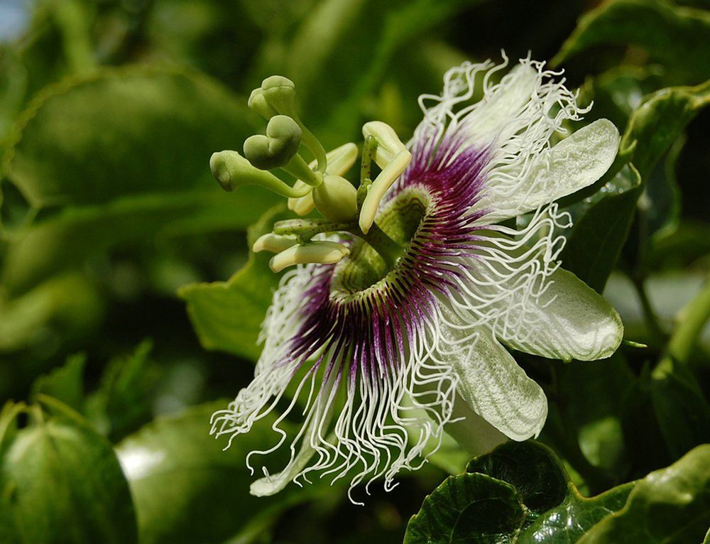 Photograph by Яков