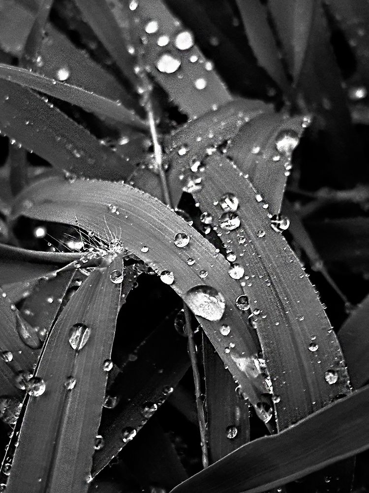 Фотография автора soroush Mohammadpour