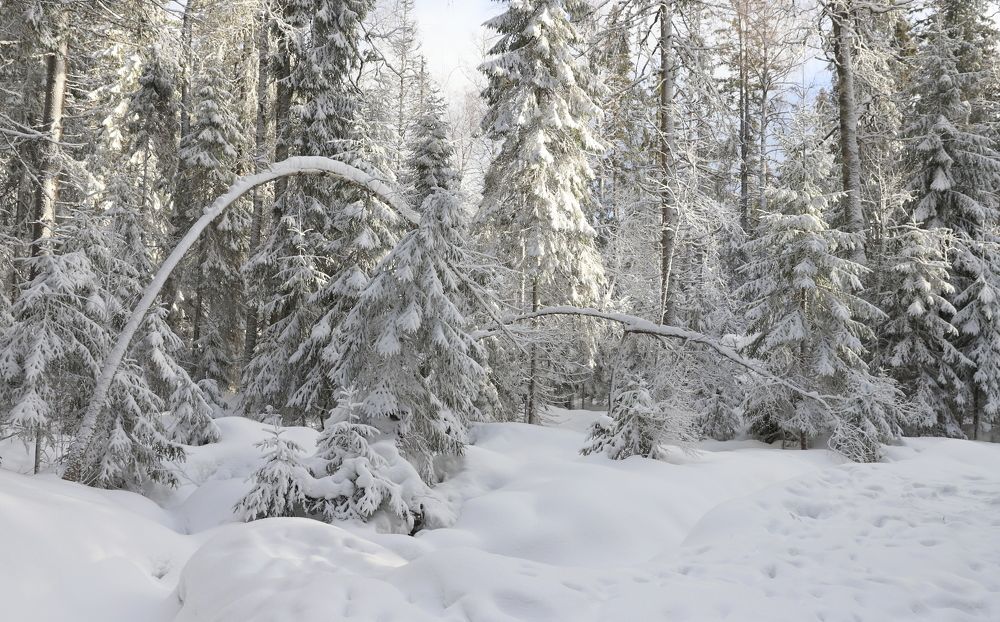 Photograph by елена