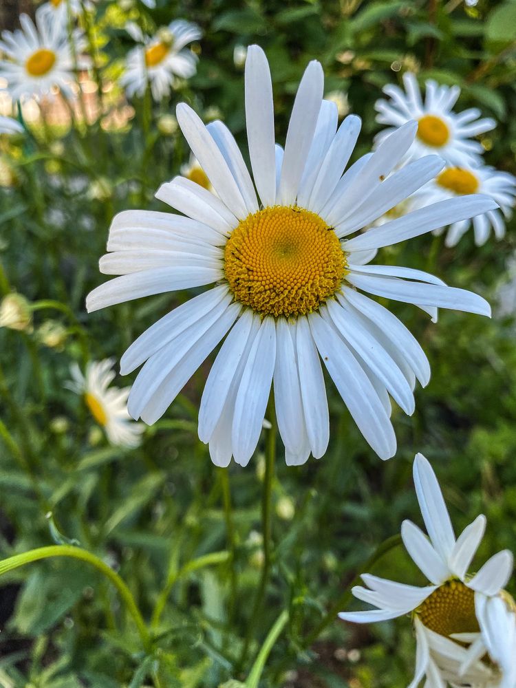 Photograph by Вера Романова