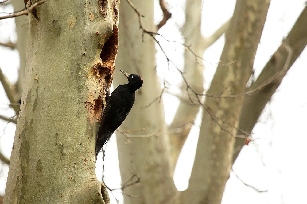 Photograph by Александр Глебов