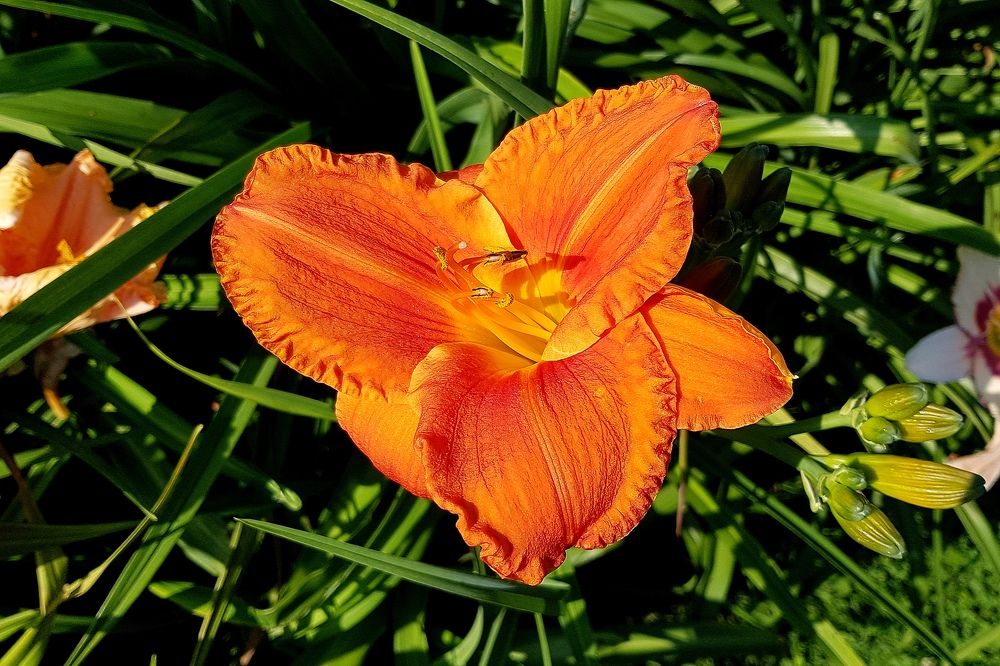 Photograph by Марина Стародуб