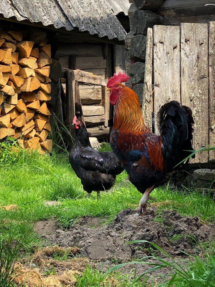 Photograph by Halina Mitsevich