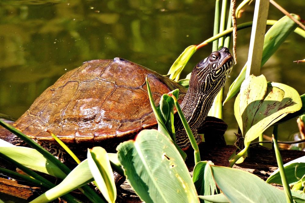 Photograph by backareva irina