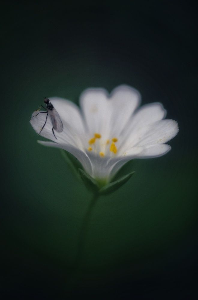 Photograph by 