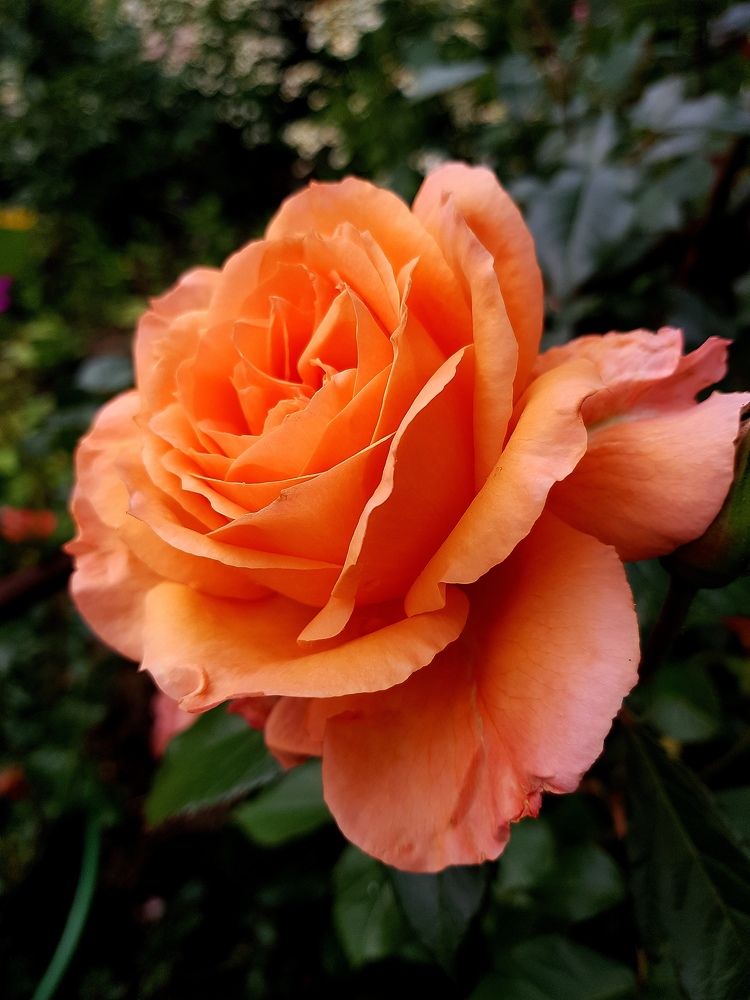 Photograph by Марина Стародуб