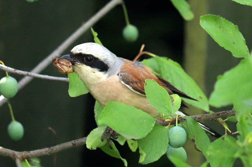 Photograph by Екатерина Мстиславская