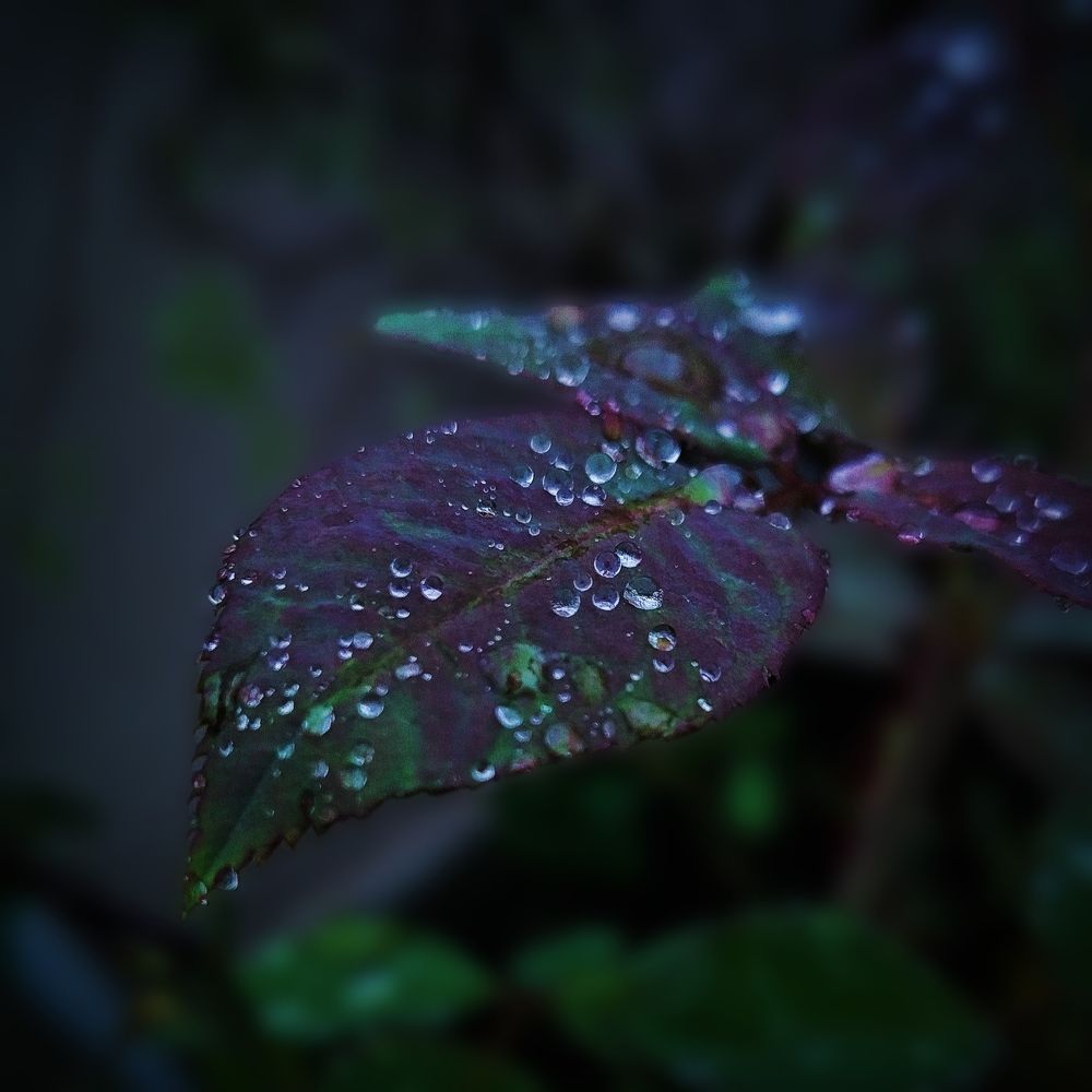 Photograph by Kunwar Krishna Rajput