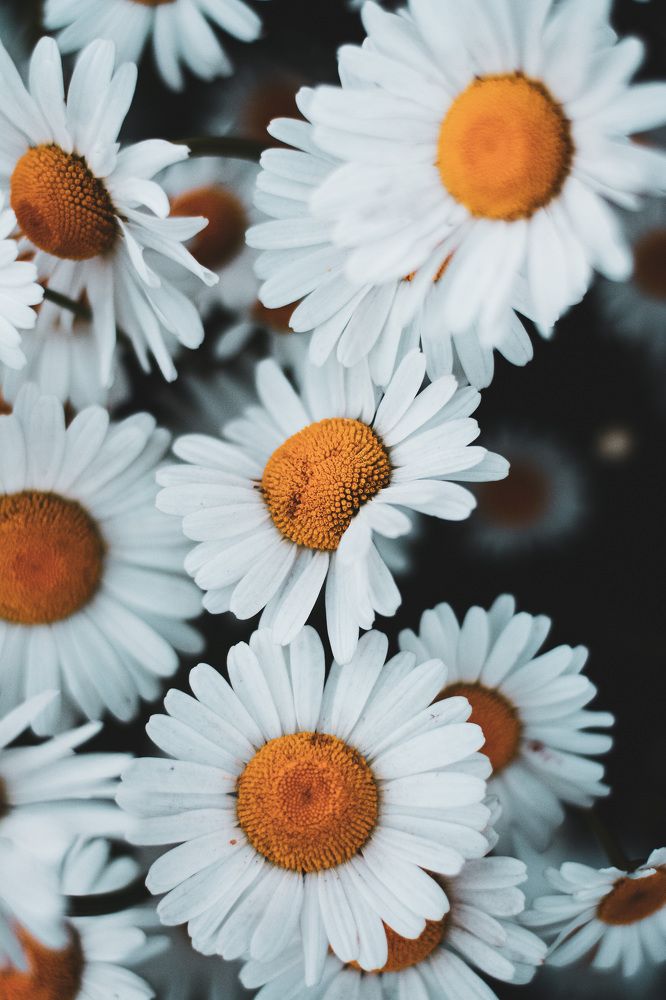 Photograph by Светлана Климова